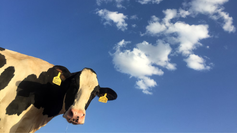 dairy cow looking down at camera against blue sky