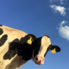 dairy cow looking down at camera against blue sky