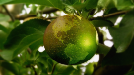 digital illustration of a globe growing off a branch like fruit