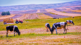 farm landscape with cows in foreground and tractor and crops in background