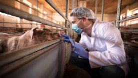 farm veterinarian preparing to administer shot to pig