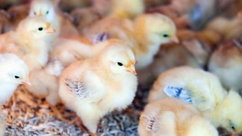 farmed chicks