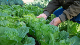 farmer handling leafy greens crop growing from ground