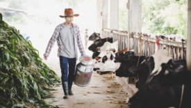 farmer walking with milk container next to dairy cows in stalls