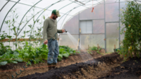 farmer watering crops in greenhouse