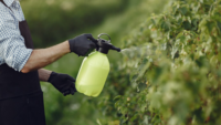 farmer wearing black gloves spraying herbicide on crops