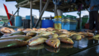 fish harvest at market