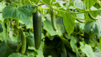 fresh cucumbers growing on the vine