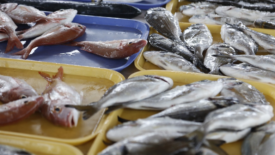 fresh seabass on trays at market