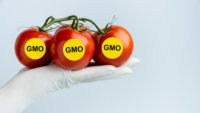 gloved hand holding tomatoes with yellow stickers that say GMO