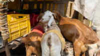 goats at an informal market