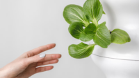 hand reaching out to hydroponically growing lettuce