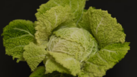 head of cabbage black background