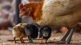 hen and chicks