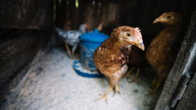 hens at poultry farm