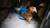 hens at poultry farm