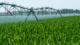 irrigation rig spraying water on cornfield