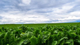 lettuce farm