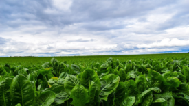 lettuce farm