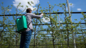 man spraying apple orchard with pesticides