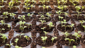 many spinach sprouts