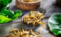 mealworms on a spoon