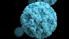 norovirus