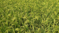 rice paddy crops growing