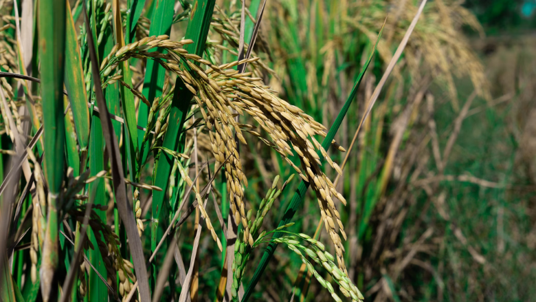 Rice plants