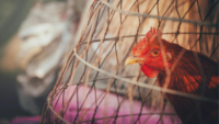 rooster looking out of cage