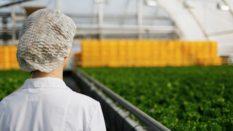 scientist looking at field of indoor grown leafy greens