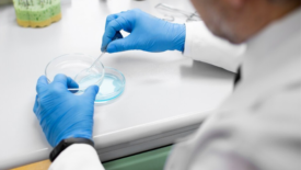 scientist working with something in petri dish 