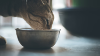 side profile of cat eating from bowl on floor