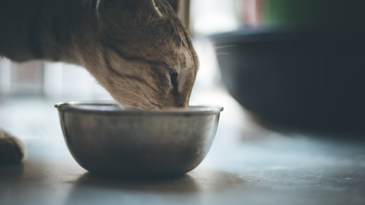 side profile of cat eating from bowl on floor