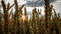 sun shining through wheat field