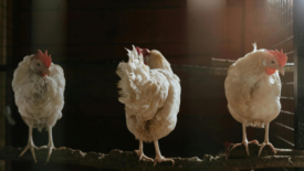 three white hens in chicken coop