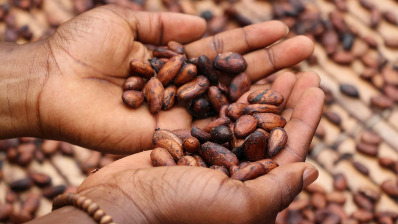 two hands full of dried cocoa beans
