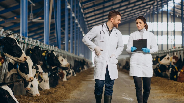 two veterinarians talking on cow farm with clipboard