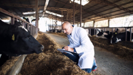 vet checking clipboard in cow barn