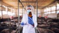 veterinarian in PPE on pig farm holding syringe and bottle of medication