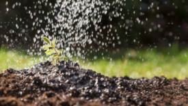 water falling on a plant