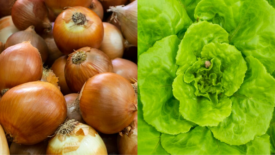 whole yellow onions and close up of lettuce head