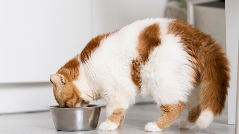 brown and white fluffy cat eating out of silver bowl