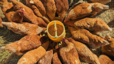 brown hens eating feed on farm