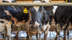 dairy cattle in barn