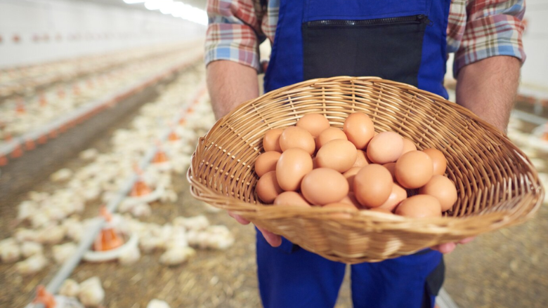 farmer holding basket of eggs on layer farm