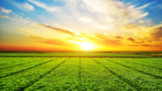 farmland with sunset in distance