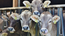 four cattle behind barricade looking at camera