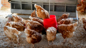 free range chickens eating from bucket