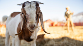 goat on a farm